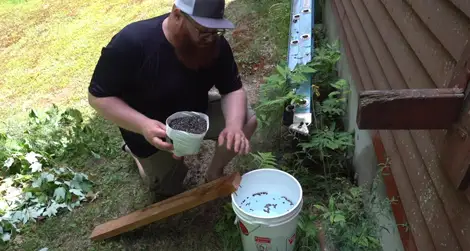 Homemade Repellents to Getting Rid of Chipmunks