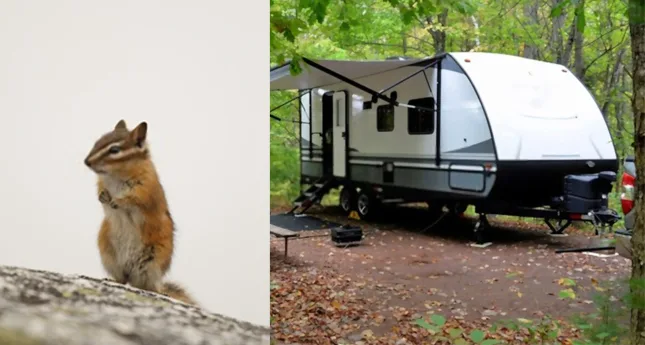 How to Get Rid of Chipmunks In Camper