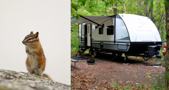 How to Get Rid of Chipmunks in Camper | 11 Effective Methods