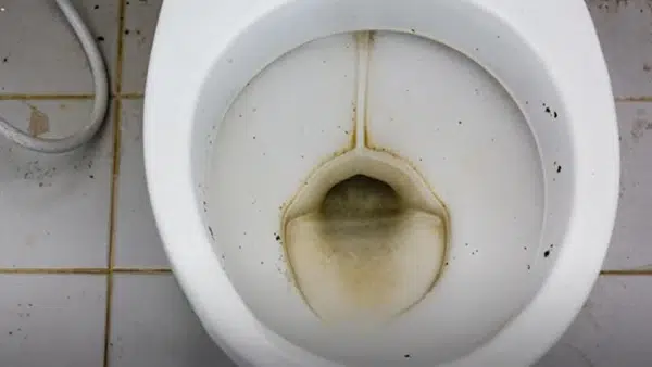 How to Identify the Presence of Sewer Flies in Your RV Toilet