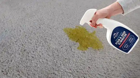 How Do You Get Dog Urine Smell Out Of RV Carpet